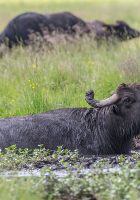 Wasserbüffel schaffen Suhlen und Kleingewässer. Videoproduktion "Wasserbüffel - Sanfte Riesen sorgen für Artenvielfalt"