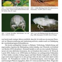 Die nearktische Bläulingszikade (Hemiptera: Flatidae) Metcalfa pruinosa (Say, 1830) nun auch in Deutschland und der Nordschweiz