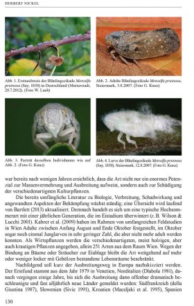 Die nearktische Bläulingszikade (Hemiptera: Flatidae) Metcalfa pruinosa (Say, 1830) nun auch in Deutschland und der Nordschweiz
