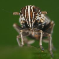 Ribautodelphax albostriata (Rispen-Spornzikade) - Foto: Dr. Gernot Kunz